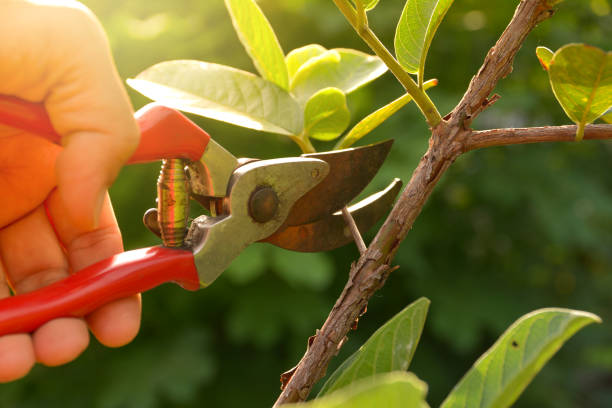 How Our Tree Care Process Works  in  Harlan, IN